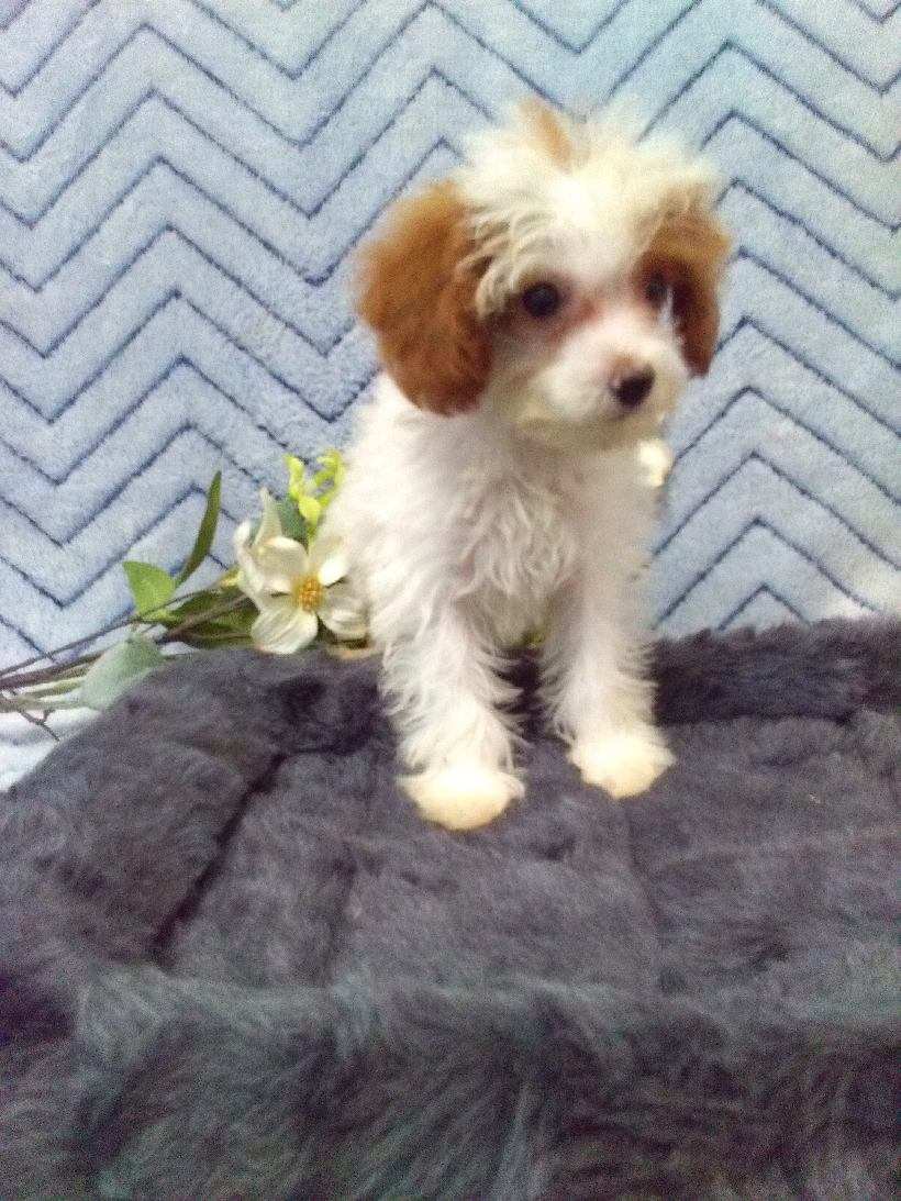 puppy, for, sale, Cavapoo, John B. Smucker, dog, breeder, East Earl, PA